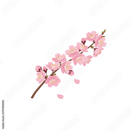 A blooming cherry blossom branch with delicate pink petals falling on a white background, evoking spring and natural beauty