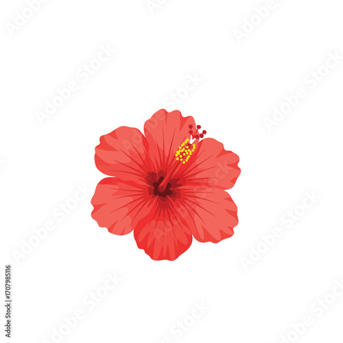 vibrant red hibiscus flower isolated on white background, tropical flora illustration