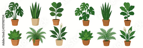 Set of diverse popular indoor potted plants featuring monstera, snake plant, fiddle leaf fig, peace lily, and succulent varieties