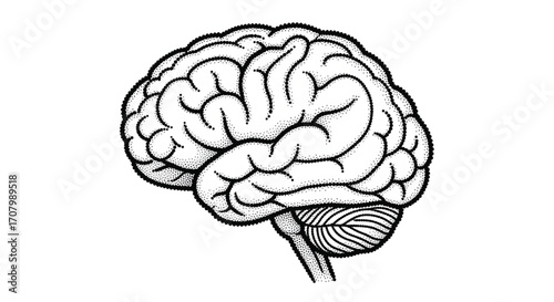 Detailed black and white line art illustration of a human brain, symbolizing intelligence, thought, and neurological science
