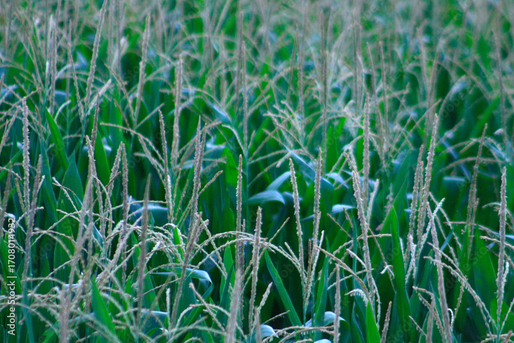 Obraz premium Corn Field, Art, Zen, Nature