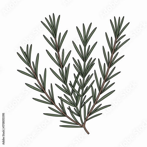 Fresh Rosemary Sprig Vector Illustration