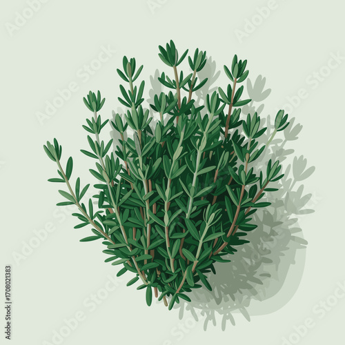 Thyme Sprigs Vector Illustration
