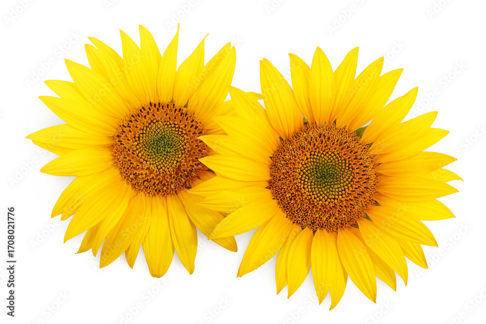 Fototapeta premium Sunflower isolated on a white background. Top view. Flat lay
