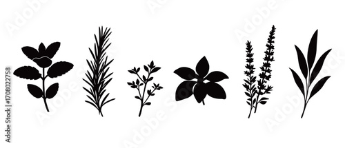 A set of minimalist vector illustrations of various herb plants in black, including mint, rosemary, thyme, and lavender, ideal for culinary and organic-themed designs.
