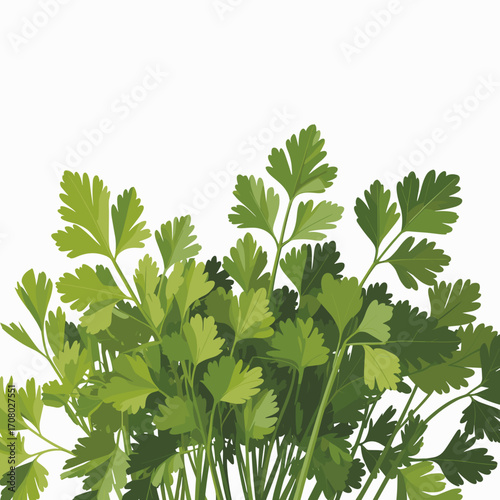 Fresh Parsley Bunch Vector Illustration