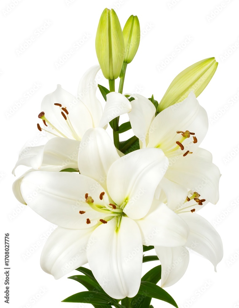 Obraz premium White Lilies Closeup