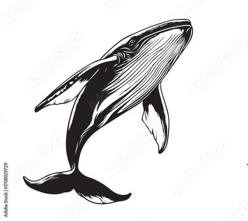 silhouette of a whale