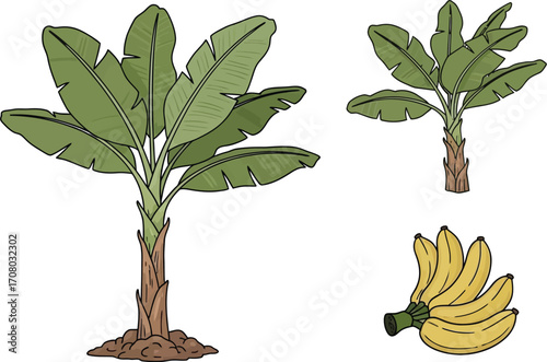 Illustration of banana trees and bunches of bananas, showcasing various stages of growth and fruit production
