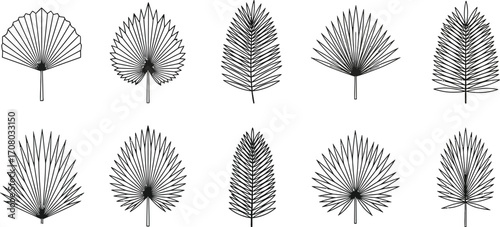 Assortment of palm leaves, displaying diverse shapes and textures for tropical illustration and botanical design elements
