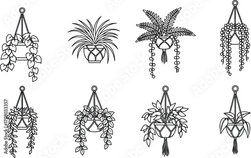 Collection of hanging plants, showcasing various styles and foliage for botanical illustration and interior design inspiration
