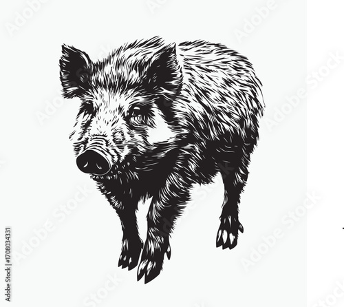 wild boar on white background