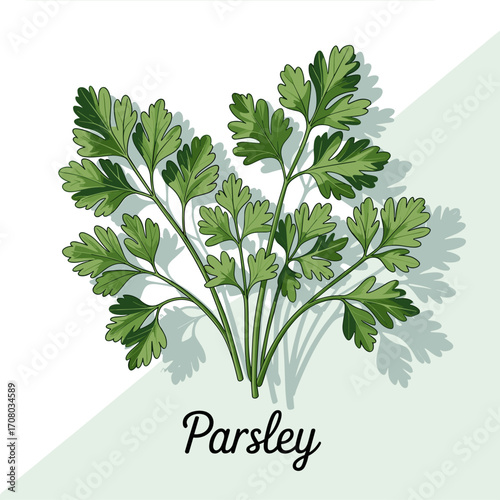 Fresh Parsley Bunch Vector Illustration