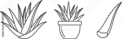 Aloe vera plants, showcasing their medicinal properties and natural beauty in a clean, minimalist line art style