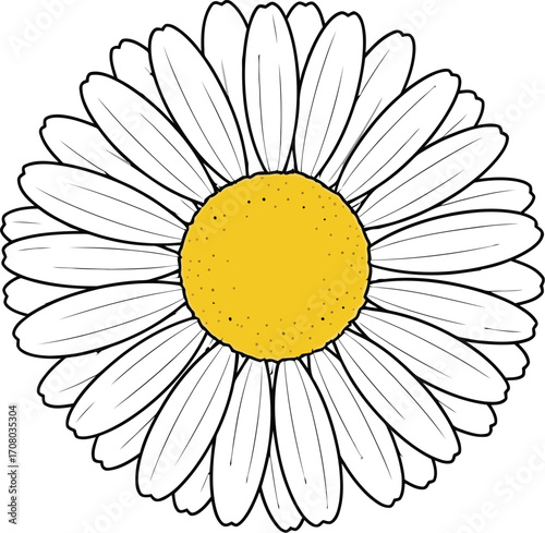 Daisy flower with yellow center, symbolizing purity and innocence in a charming, handdrawn style with darise text