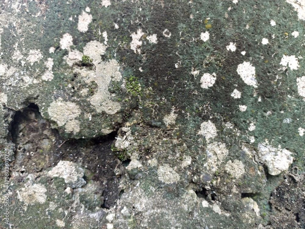 Fototapeta premium Mold and Moss on Aged Concrete Wall. Close-up of rough wall with mold, moss, and weather stains, natural grunge and distressed texture background