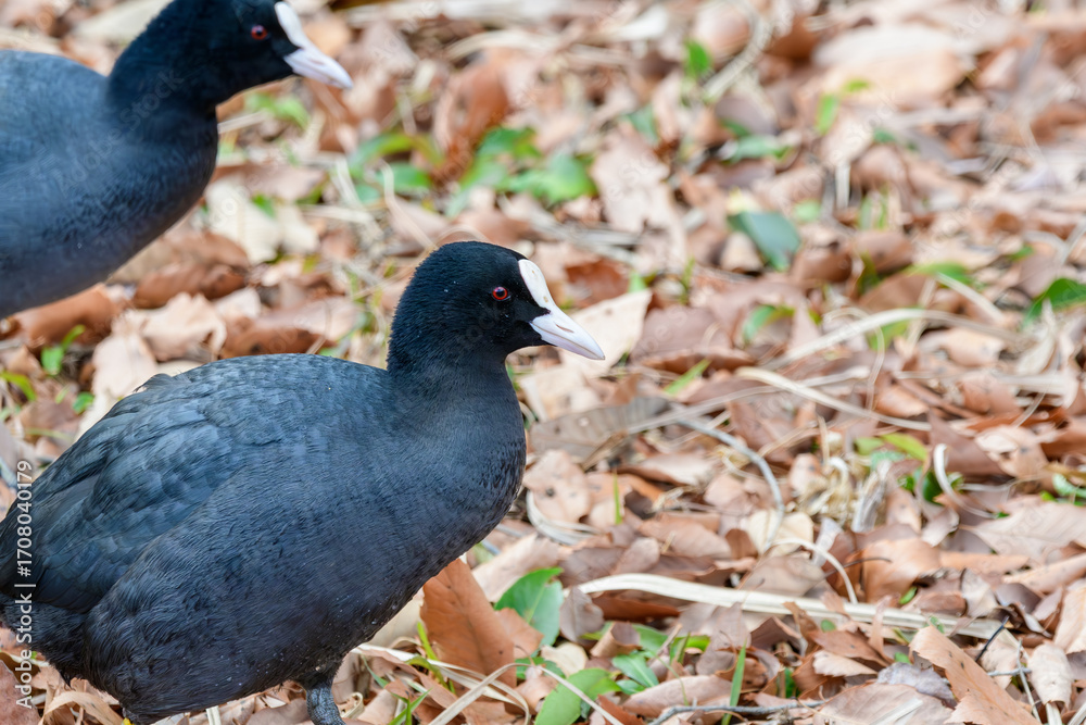 Fototapeta premium 落ち葉の中を歩くオオバンの野鳥