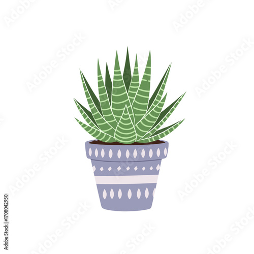 A beautiful potted succulent plant with striped green leaves and a decorative pot.