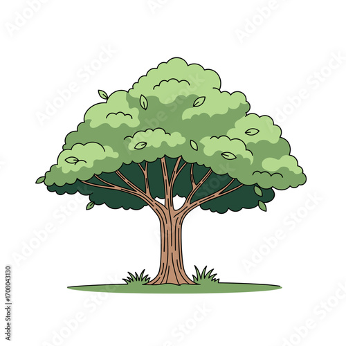 A large healthy green tree with a strong trunk and a full canopy of leaves shown against a white background.