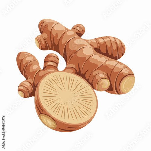 Fresh Ginger Root Vector Illustration