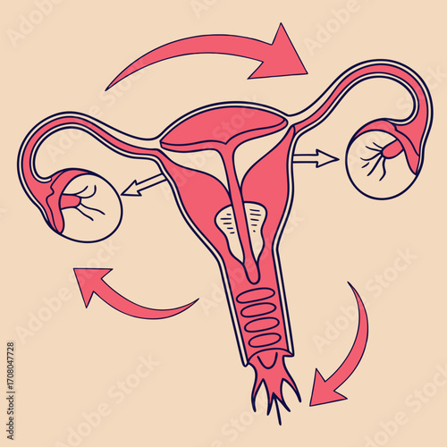 Female Reproductive System Diagram, Uterus and Ovaries Anatomy, Human Female Anatomy, Reproductive Health and Fertility