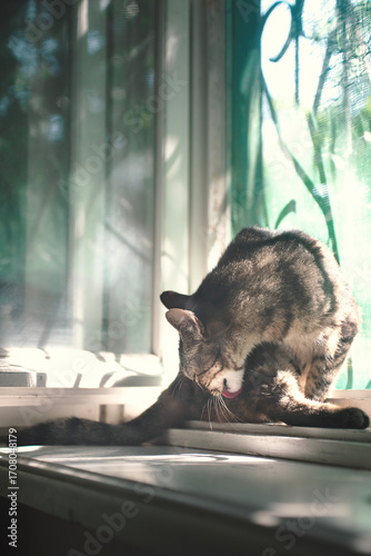 ordinary house cat sits on the windowsill by the window and washes itself licking its fur