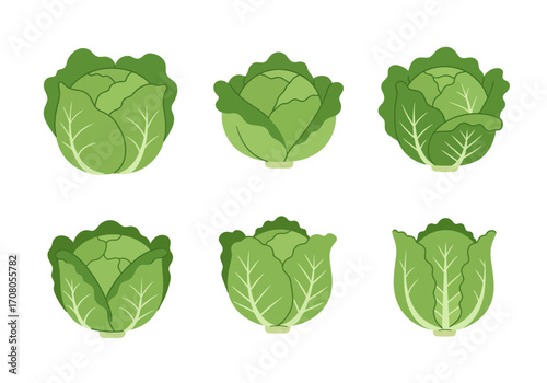Fresh Green Cabbage Heads Vector Illustration Healthy Vegetable.