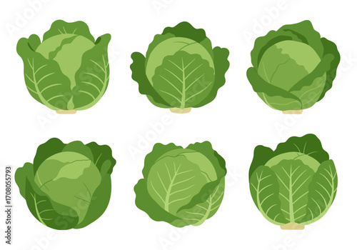 Fresh Green Cabbage Heads with Detailed Leaf Veins Illustration.