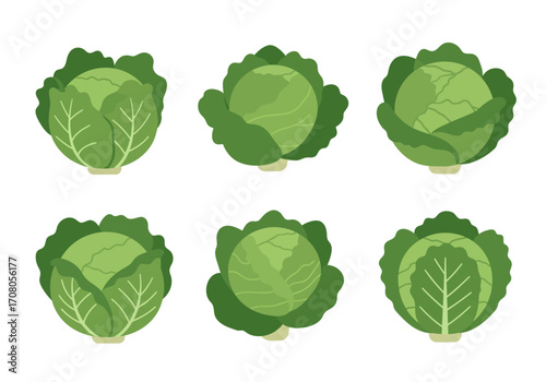 Six Fresh Green Cabbage Heads Vector Illustration.