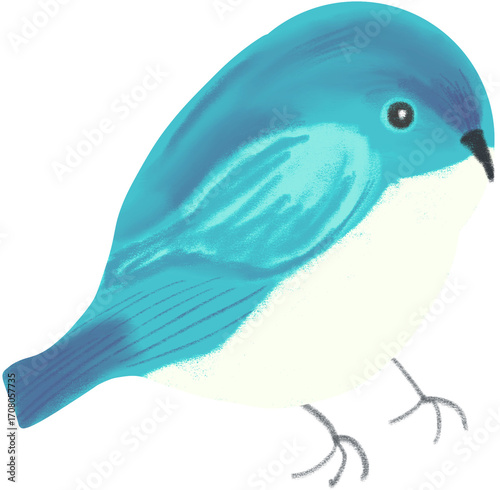 blue bird on white background
