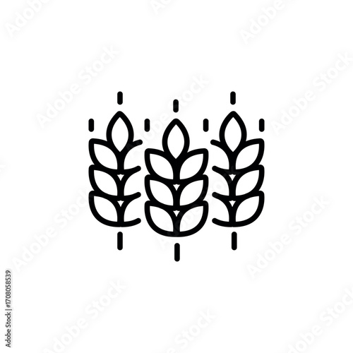 Vector farm wheat ears icon template. Line whole grain symbol illustration for organic eco business, agriculture, beer, bakery. Gluten free logo background