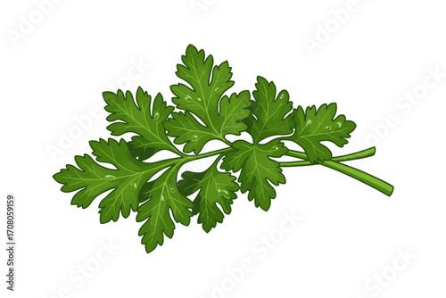 Fresh green cilantro leaf on a white background  