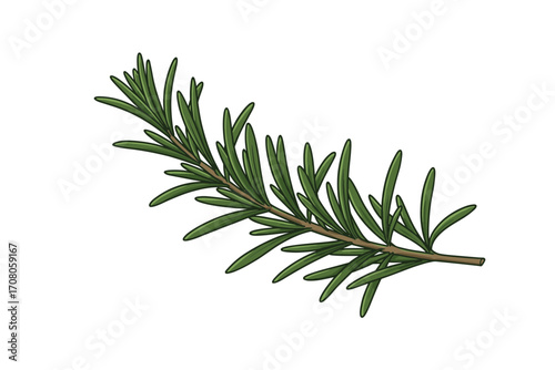 Fresh rosemary herb sprig on white background  