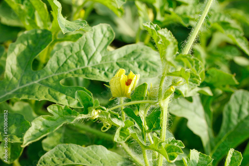Watermelon Plant Yellow Flower Blooming in Agricultural Field Cultivation