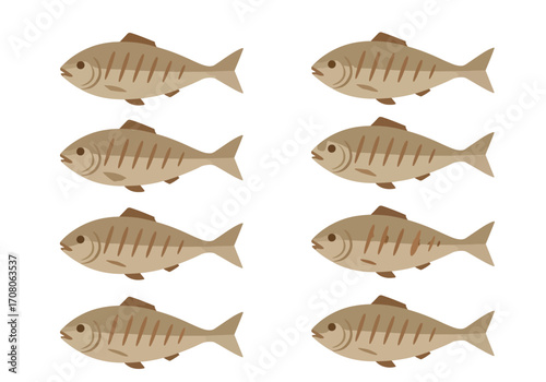 Illustration of Eight Brown Fish with Darker Brown Stripes and Fins.
