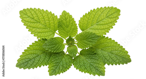 фотографія Isolated lemon balm herb for cooking or aromatherapy, fragrant leaves for tea or