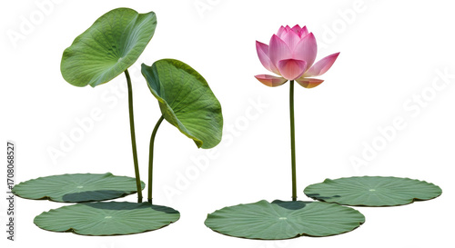 Isolated lotus flower with pads and leaves, aquatic plant in pond for garden decoration