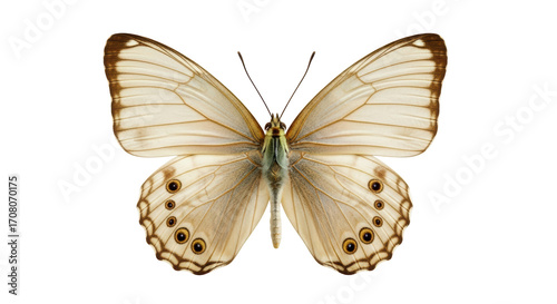 Slika na platnu Isolated Tropical Butterfly with Elegant Wings and Distinctive Eyespots, Detaile