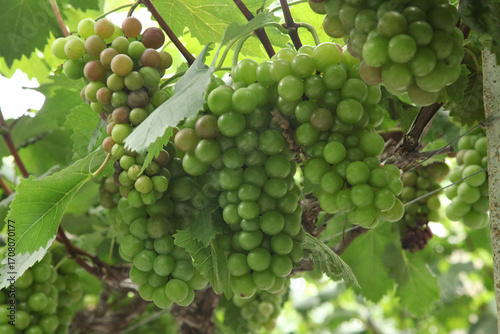 Wallpaper Mural Green Grape Clusters on Grapevine in Xinjiang Vineyard Before Harvest Season Torontodigital.ca