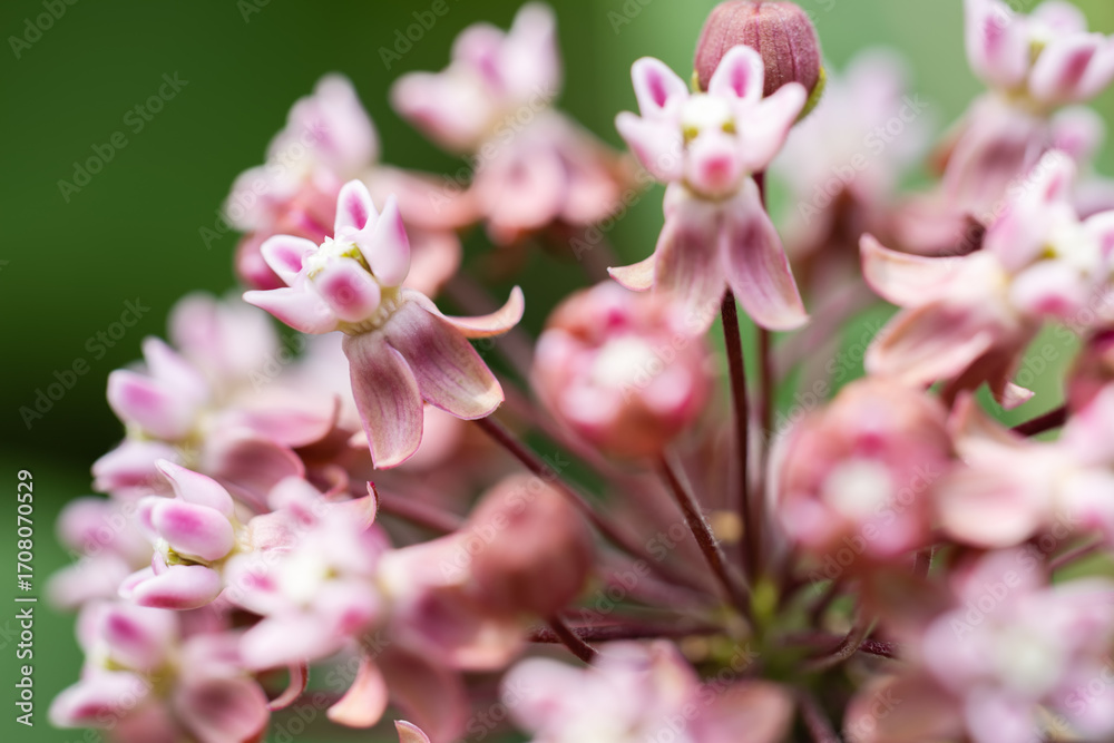 Fototapeta premium Common milkweed Asclepias Syriaca is blossoming