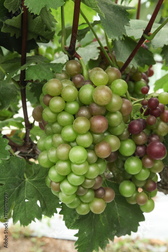 Wallpaper Mural Fresh Grapes Ripening on Vine in Xinjiang Vineyard Production Area Ready for Sweet Harvest Season Torontodigital.ca