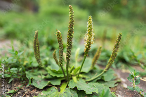Plantain flowering plant with green leaf. Plantago major leaves and flowers broadleaf plantain,