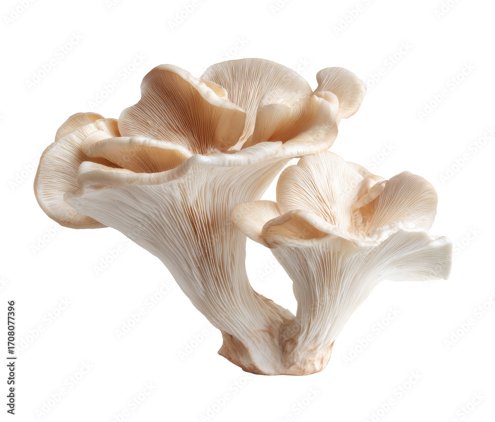Fototapeta premium Two pale beige mushrooms, delicate, and overlapping