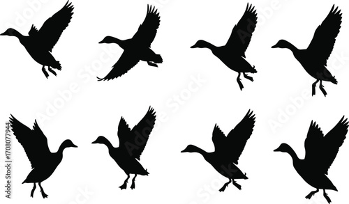 Silhouettes of ducks flying and landing with wings spread, isolated on white background, ideal for wildlife, nature, hunting, or bird illustration concepts.