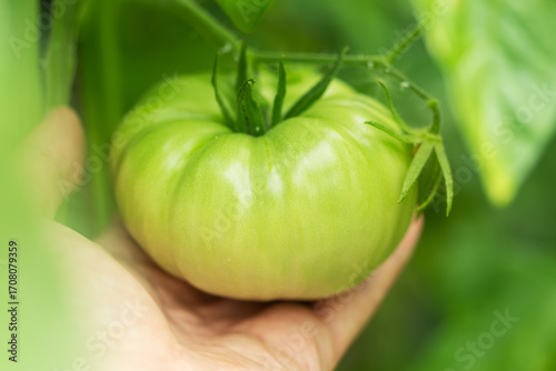 Wallpaper Mural Home grown tomato being held by an outstretched hand. Green tomato Torontodigital.ca