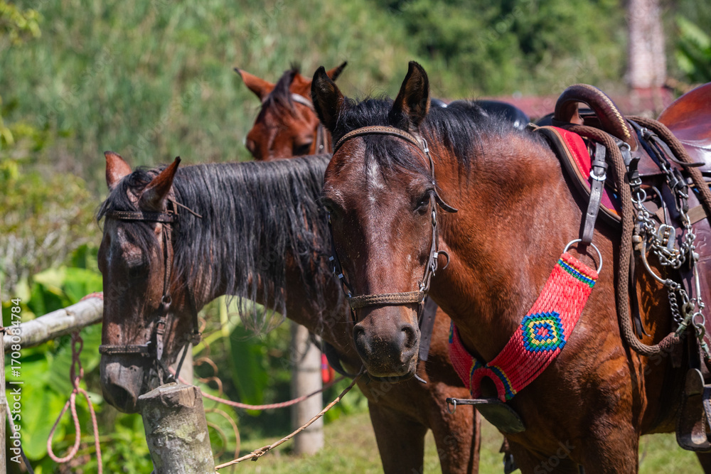 Obraz premium A group of horses and mules prepare for a ride in Colombia
