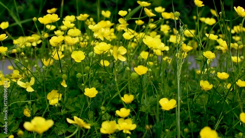 Buttercup or creeping buttercup in a garden in spring, ranunculus repens
