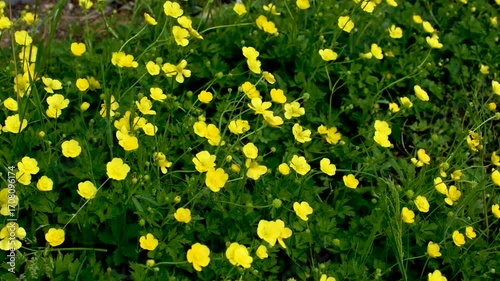 Buttercup or creeping buttercup in a garden in spring, ranunculus repens
