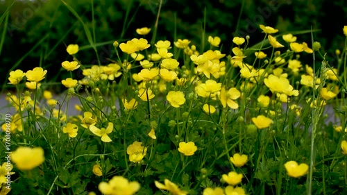 Buttercup or creeping buttercup in a garden in spring, ranunculus repens