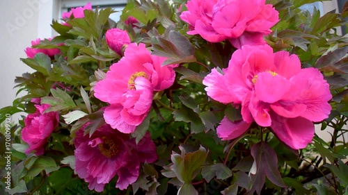 Pink peony in a garden, paeonia
